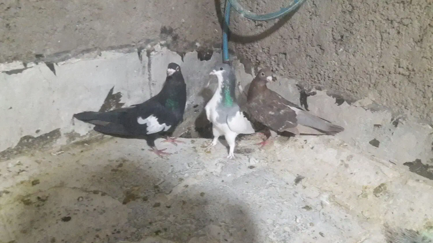کفتر شهری پلاکی|پرنده|شیراز, قلعه شاهزاده بیگم|دیوار