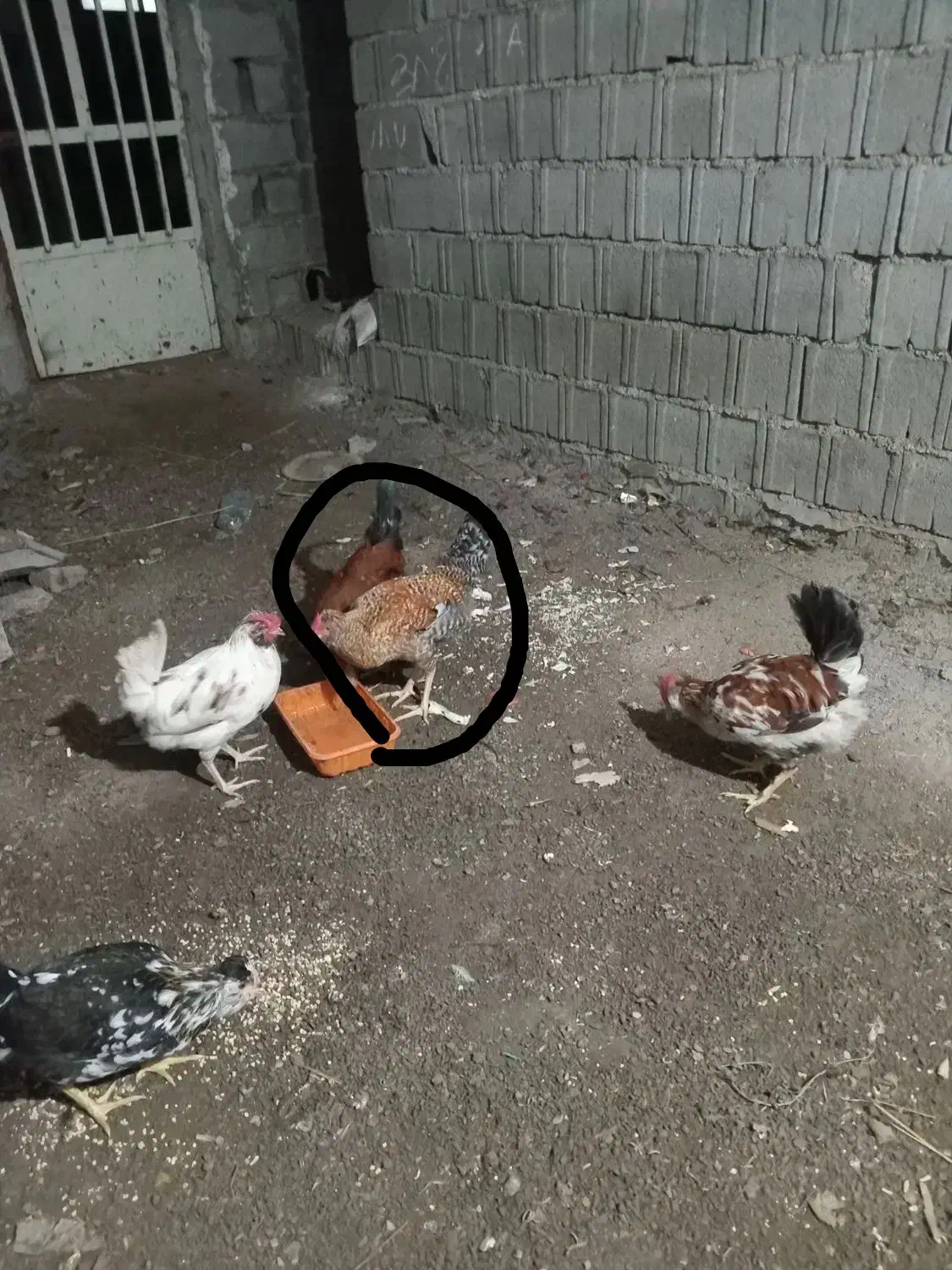 خروس|حیوانات مزرعه|آمل, |دیوار