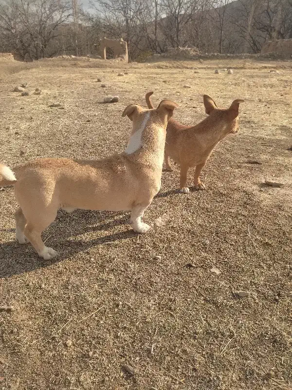 حیوانات|سگ|شیروان (خراسان), |دیوار