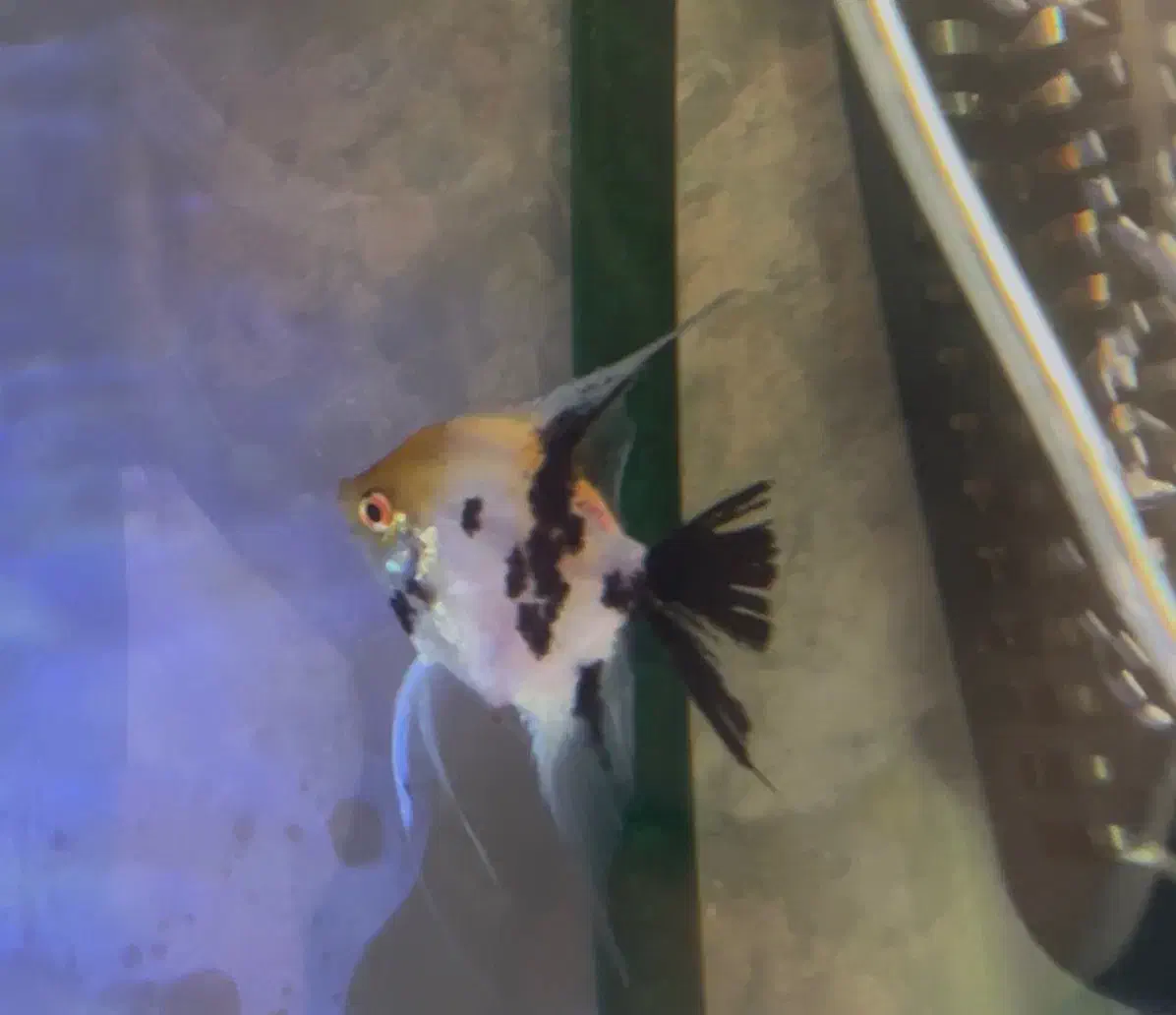 ماهی انجل ماده مولد|ماهی|مشهد, آزادشهر|دیوار