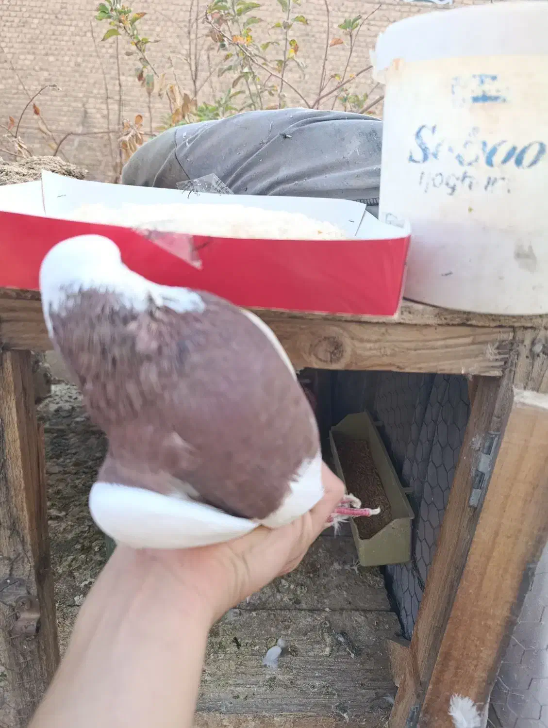 جفت طوقی سرخ|پرنده|اردکان, |دیوار