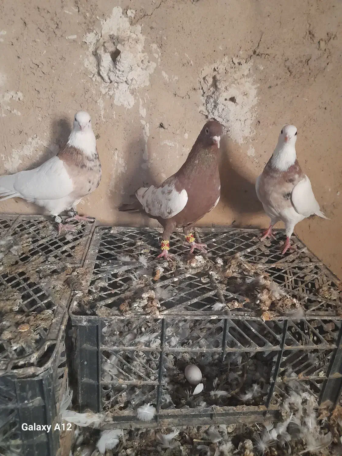 کفترطوق شازده نروماده بیضا|پرنده|زرقان, |دیوار