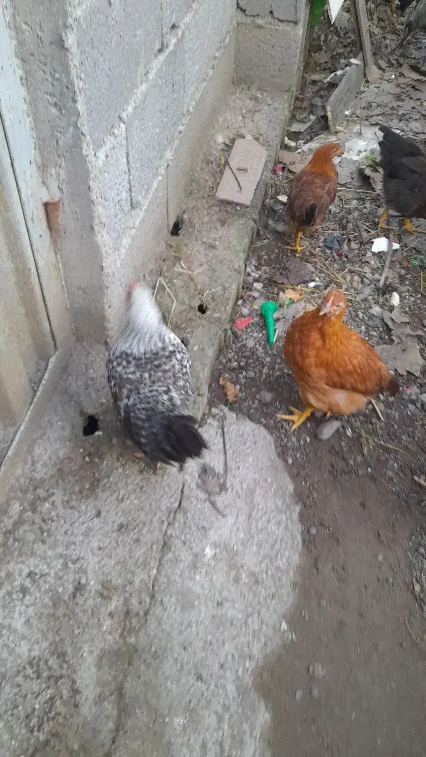 خروس|حیوانات مزرعه|لولمان, |دیوار