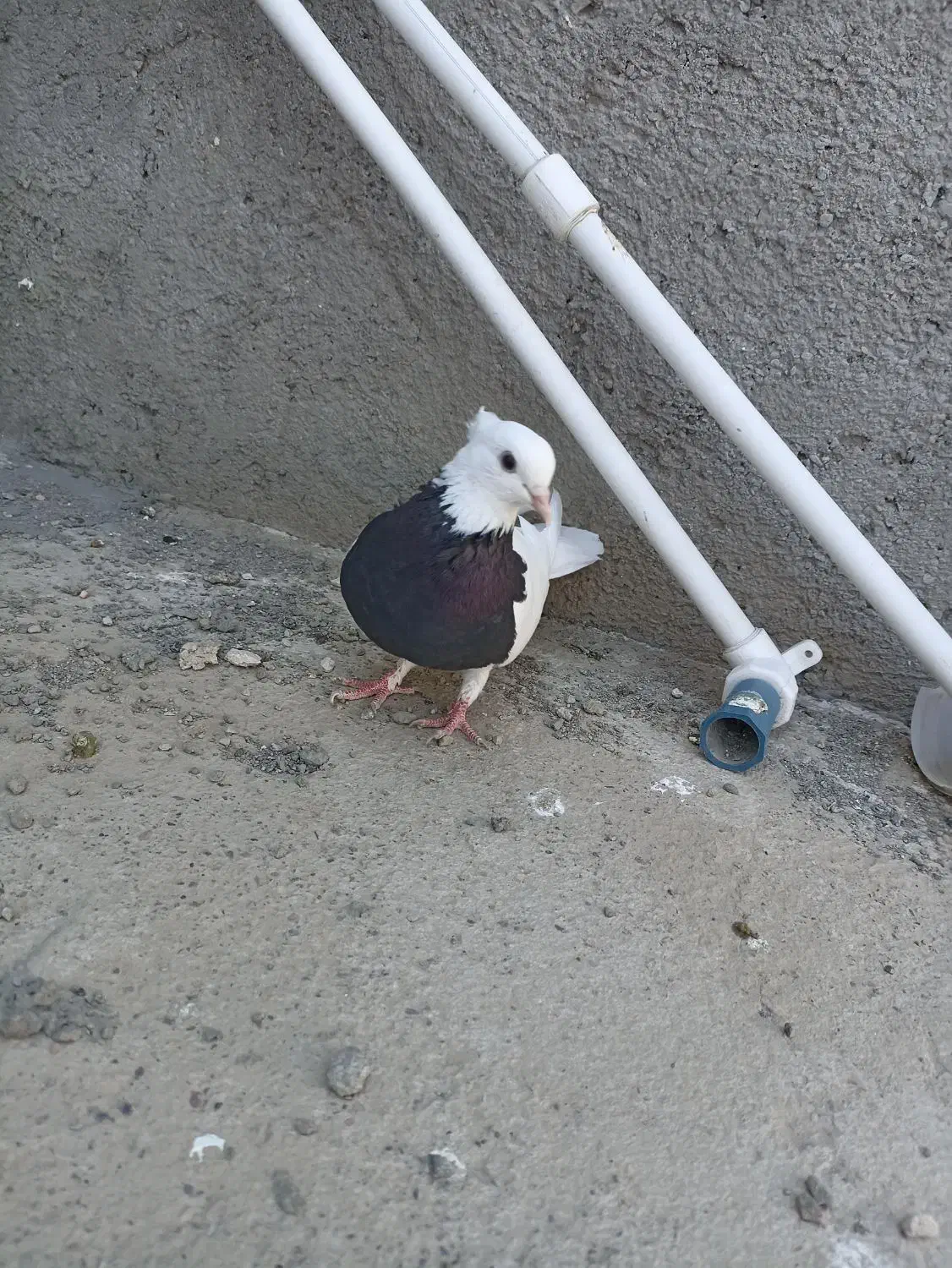 طوقی سیاه ماده|پرنده|مشهد, امیرآباد|دیوار