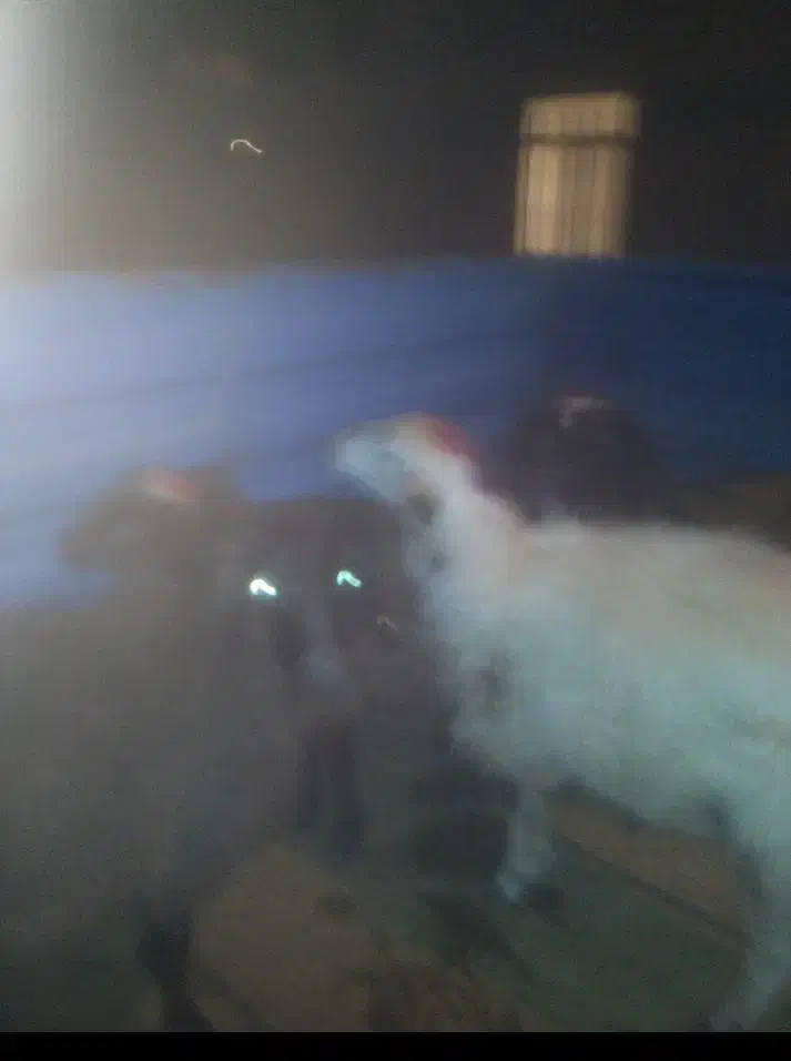 بره چاق چاق درجه 11|حیوانات مزرعه|خنجین, |دیوار