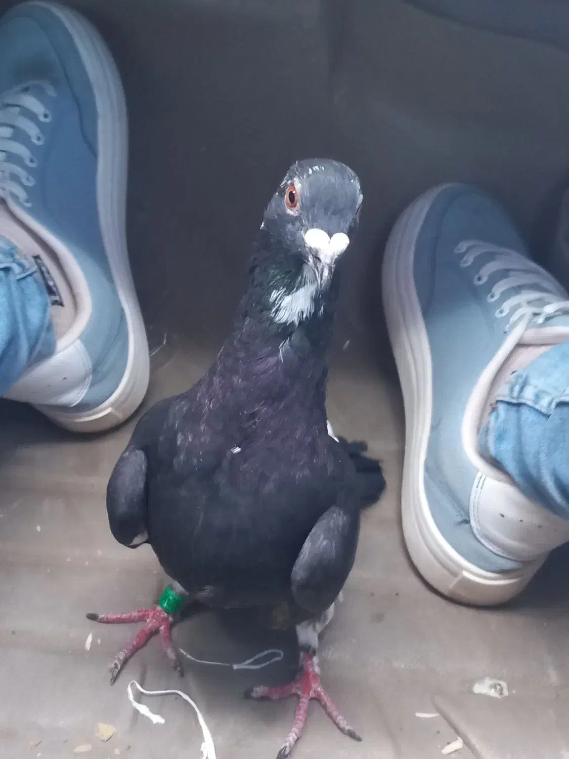 فروش کبوتر|پرنده|تایباد, |دیوار