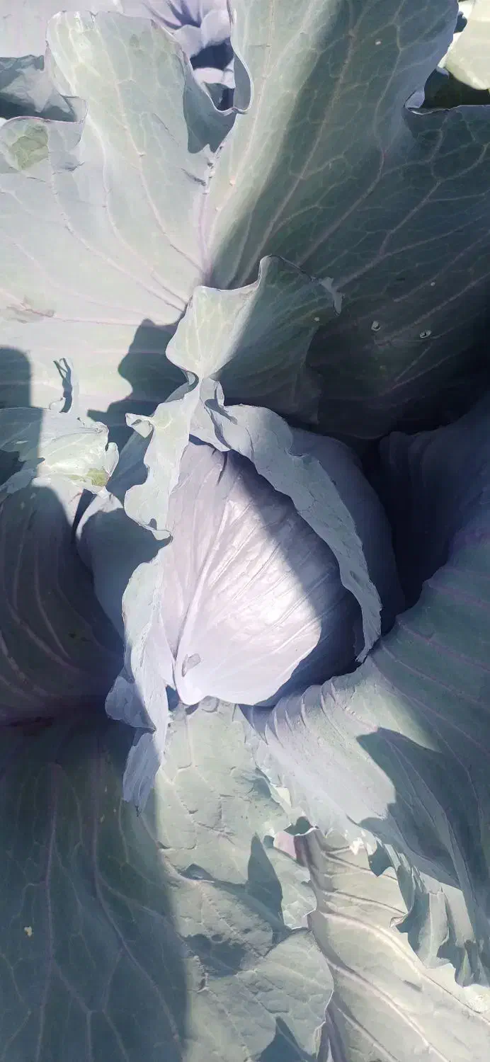 کلم قرمز تناژ بالا|حراج|داراب, |دیوار