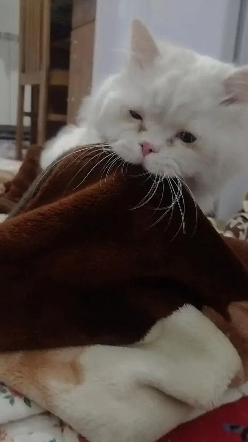 گمشده|حیوانات|بجنورد, |دیوار