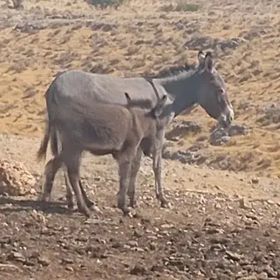 الاغ|حیوانات مزرعه|جره و بالاده, |دیوار