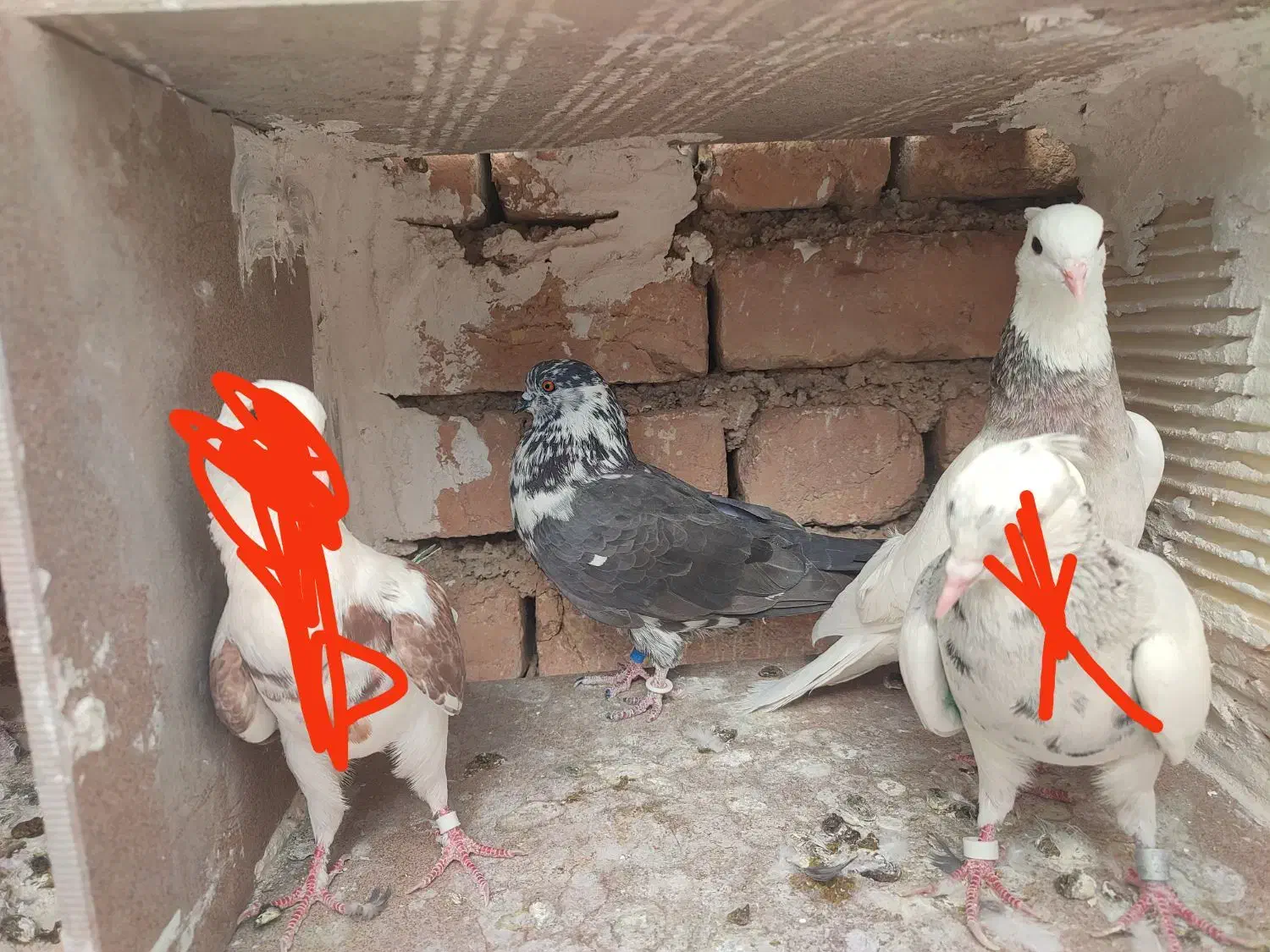 کبوتر|پرنده|سرپل ذهاب, |دیوار