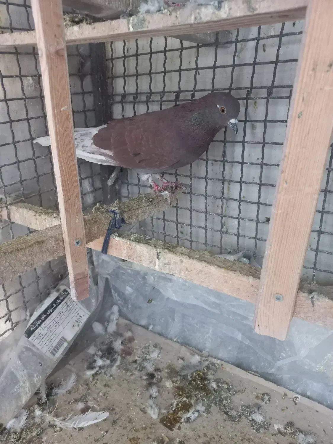 ۵عدد کفتر پرشی|پرنده|اسلام‌شهر, صادقیه|دیوار