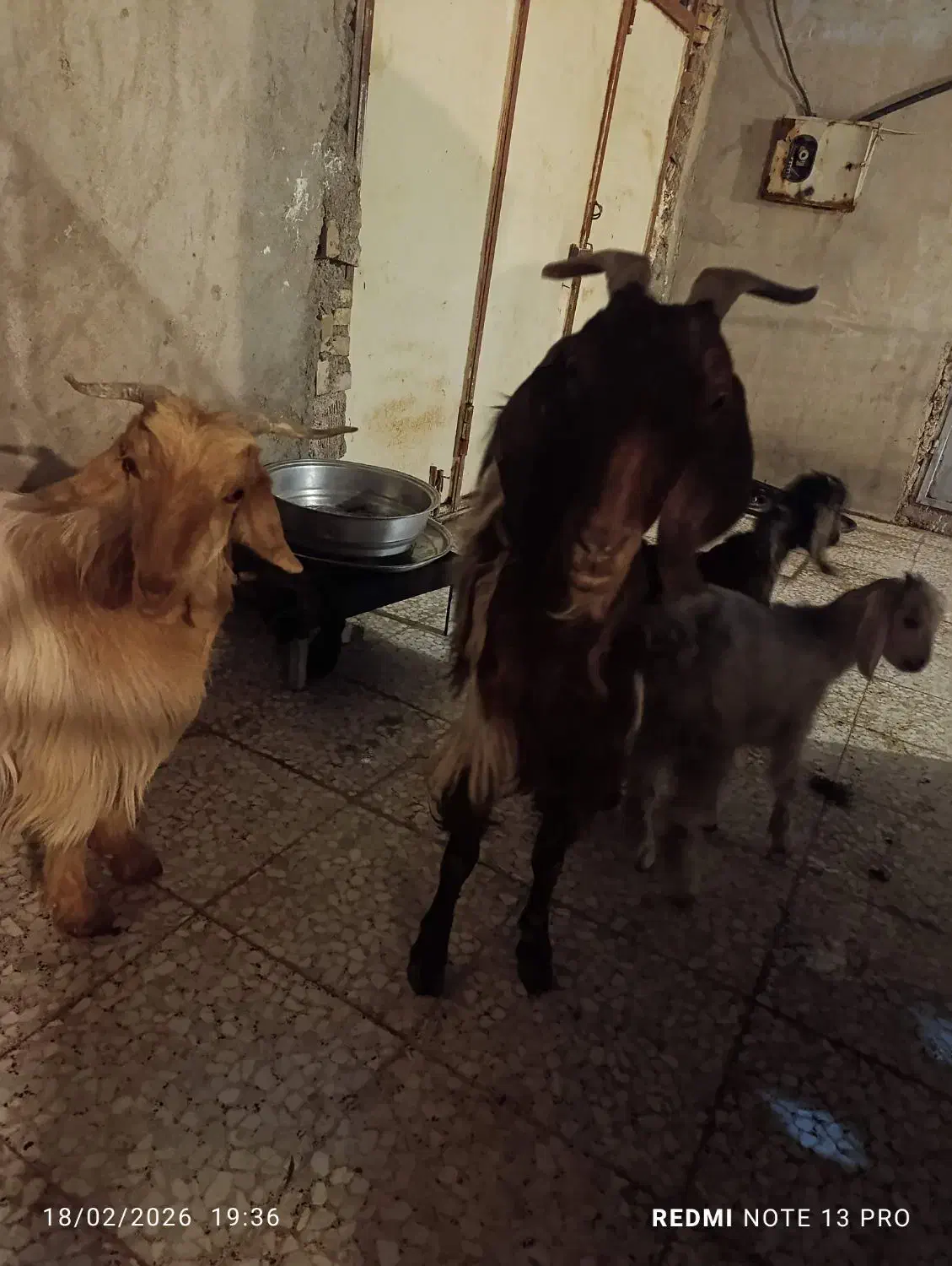 بز زاییده|حیوانات مزرعه|مسجد سلیمان, |دیوار