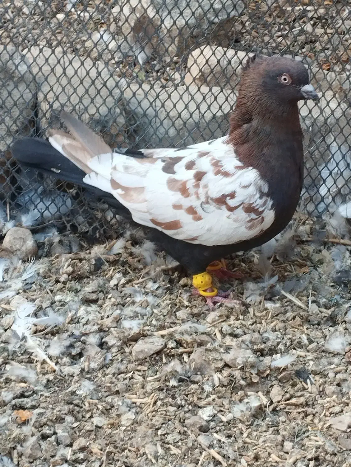 پلاکی بهبهونی|پرنده|مرودشت, بیست متری بیمارستان|دیوار