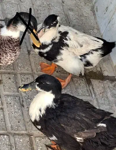 ۲ عدد اردک ماده تخم گذار بالغ|حیوانات مزرعه|شیروان (خراسان), |دیوار