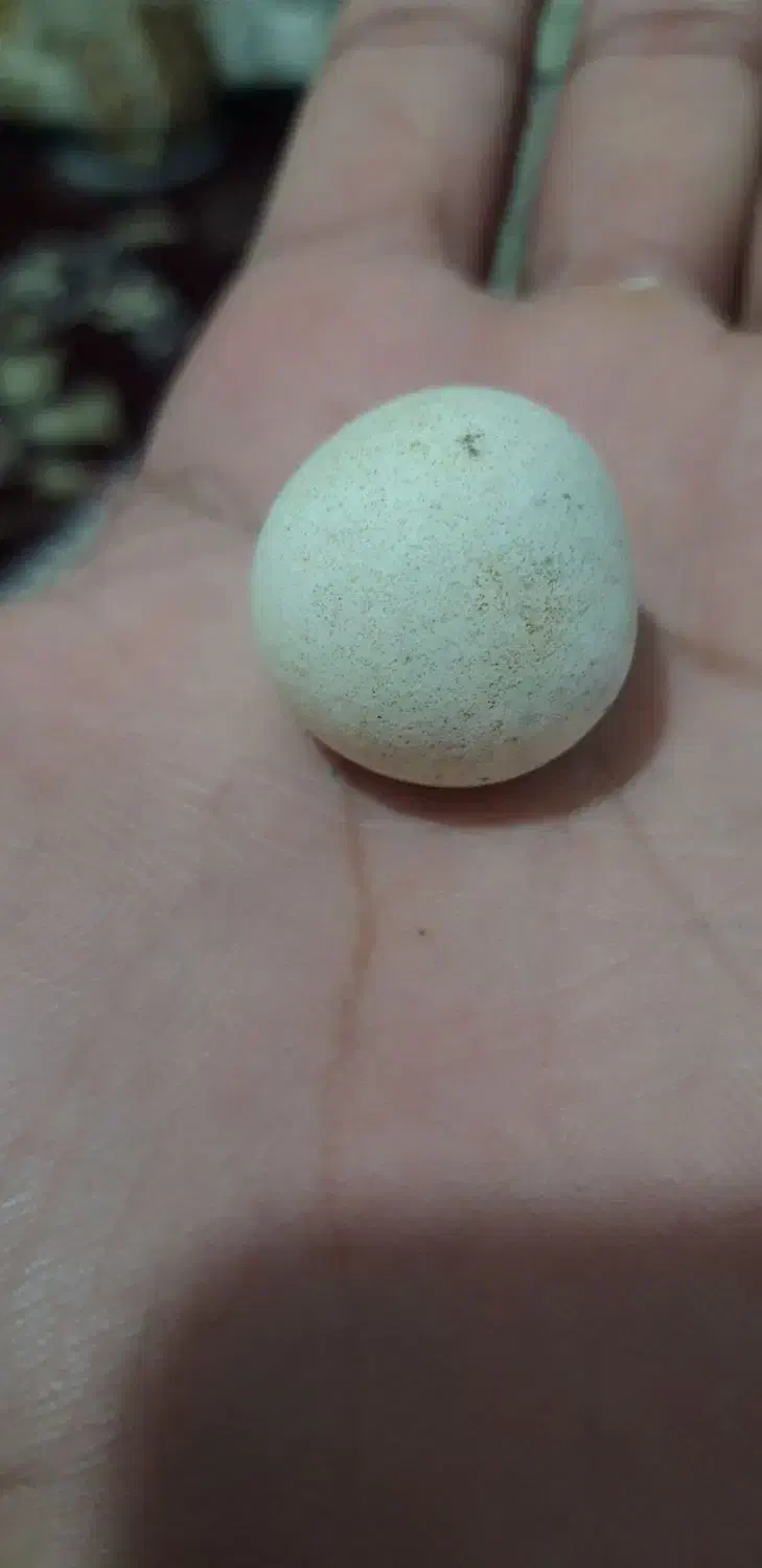 سنگ الماس اسیاب|جواهرات|ری, صالح آباد جنوبی (باغ رضوان)|دیوار