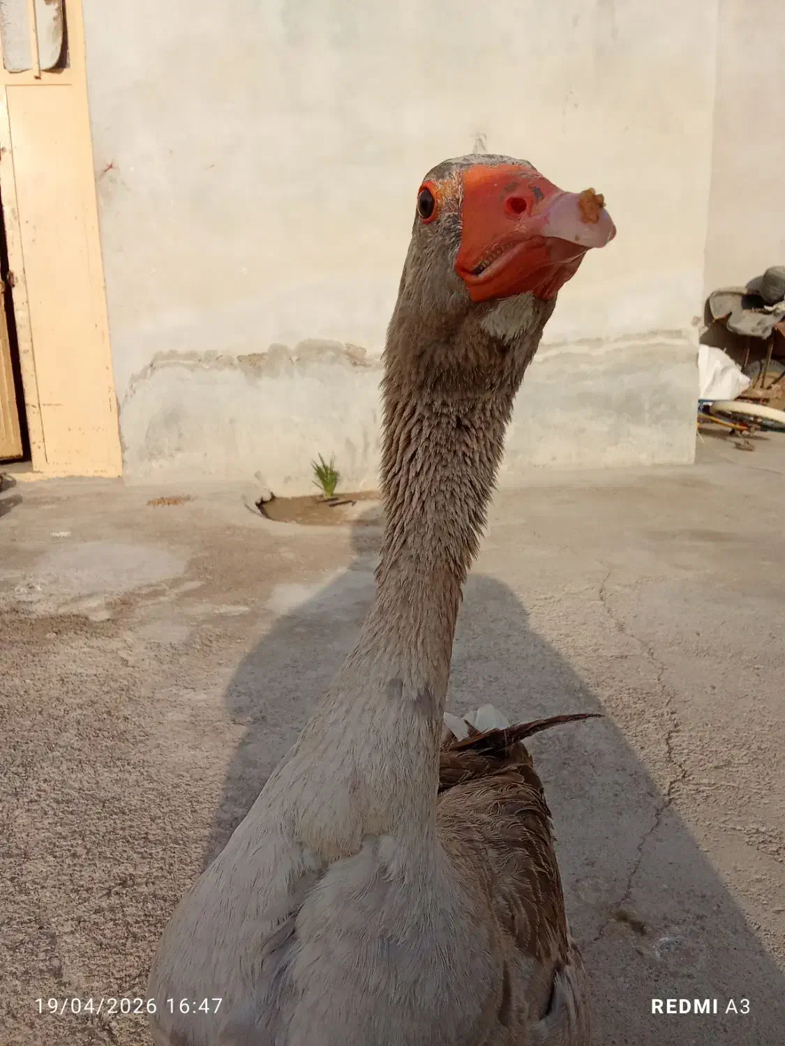 غاز|حیوانات مزرعه|تهران, میدان ولیعصر|دیوار