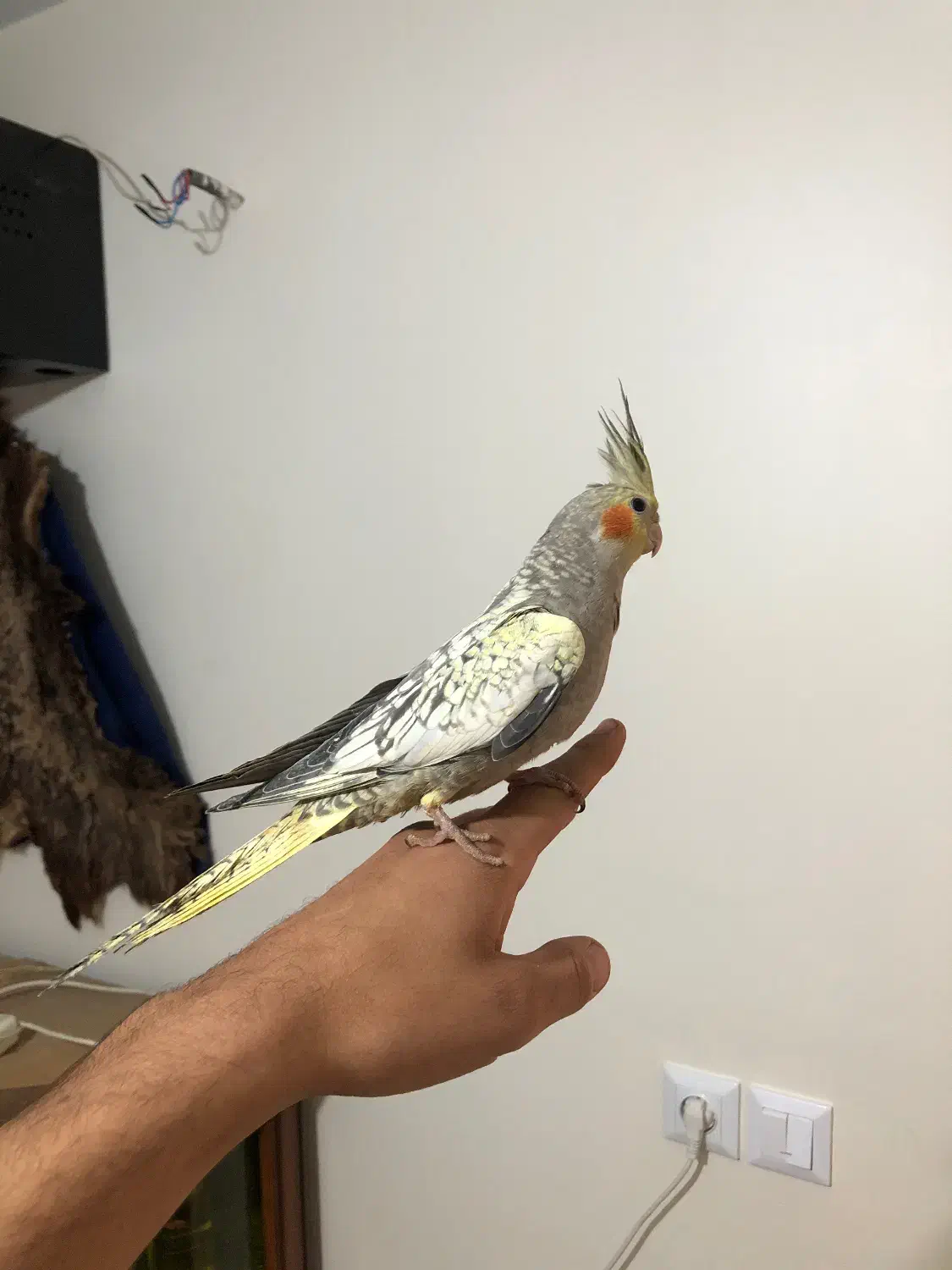 جوجه عروس 3ماهه|پرنده|شهریار, رضی آباد پایین|دیوار