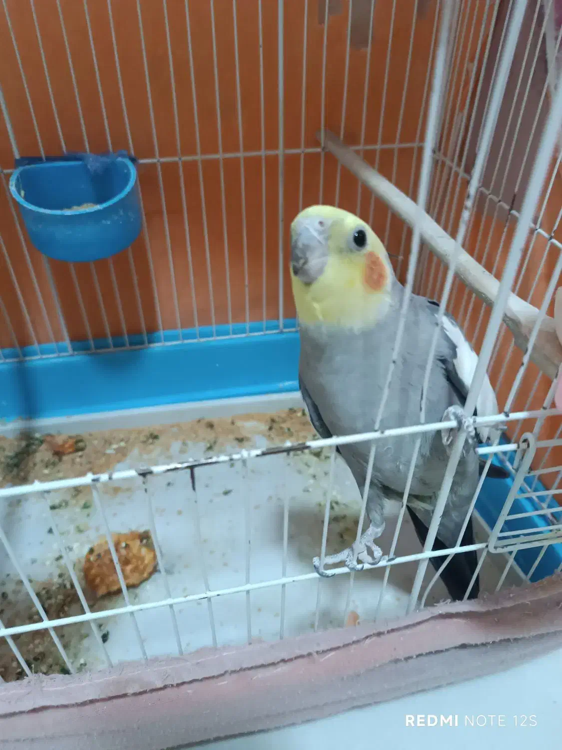 عروس هلندی|پرنده|آبدانان, |دیوار