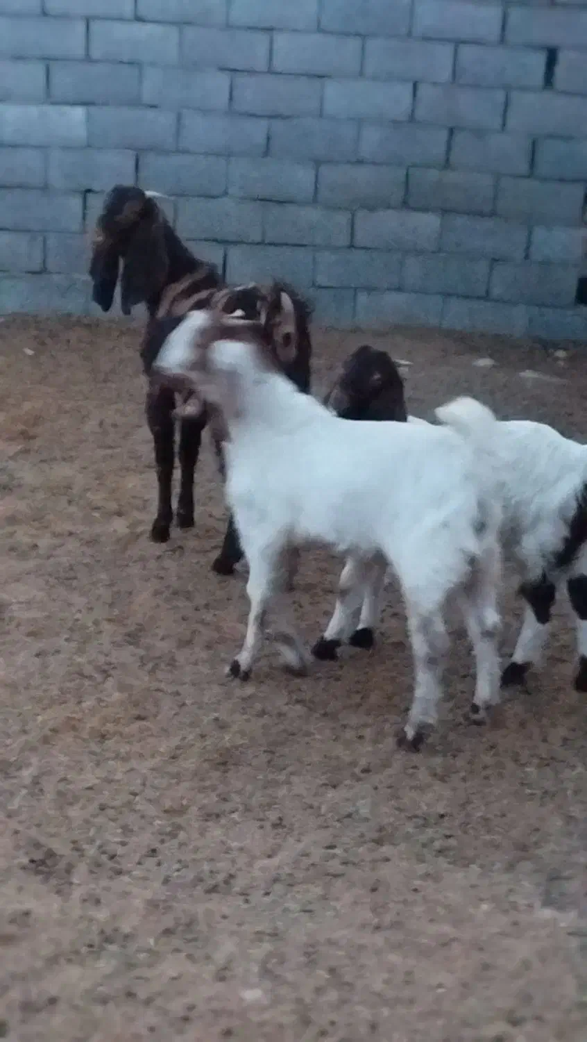 یک کولار پاکستانی اصل یک ساله آبستن بادوتا بزغاله|حیوانات مزرعه|ملک‌آباد, |دیوار