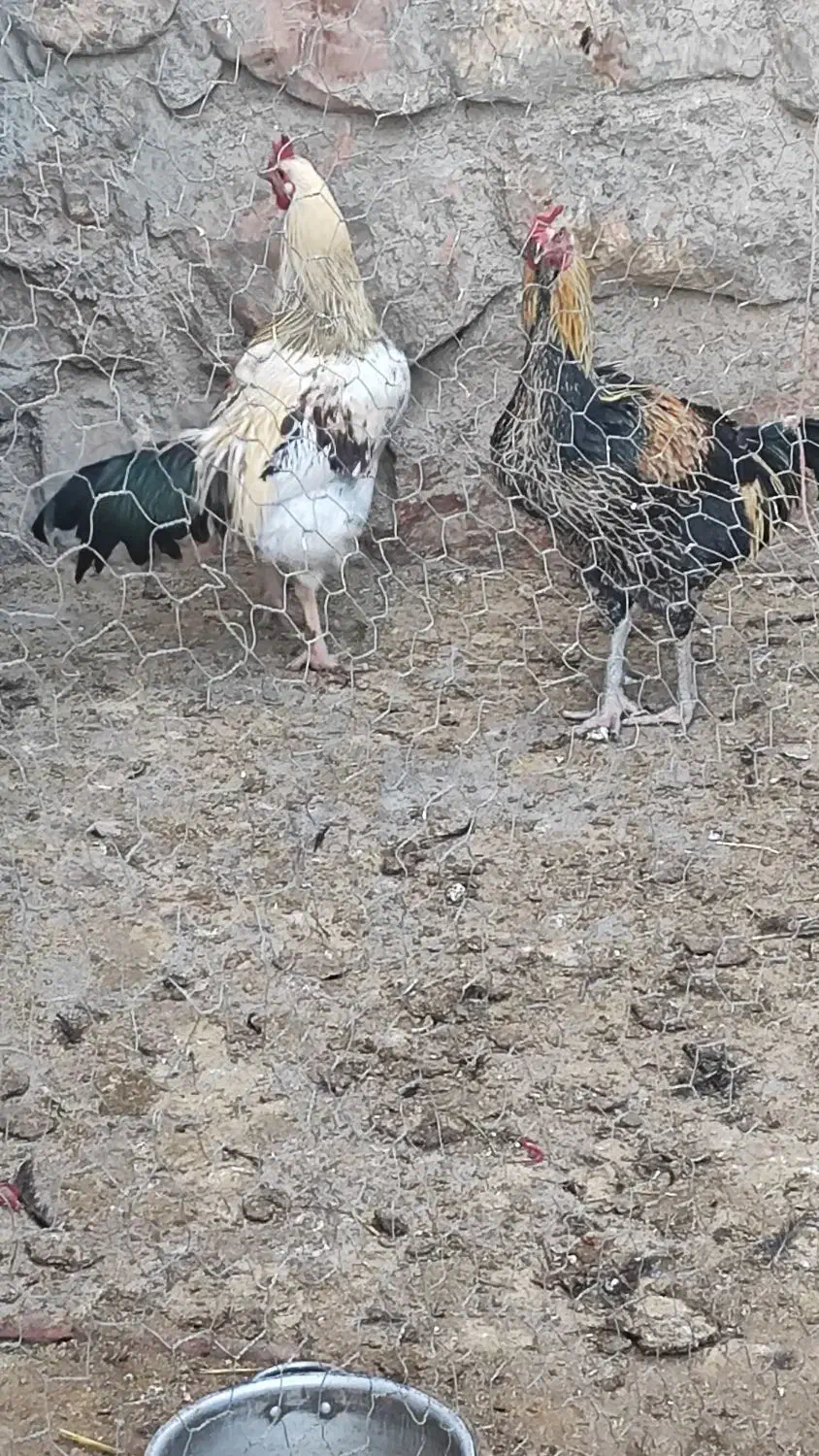 خروس|حیوانات مزرعه|مشهد, طرق|دیوار