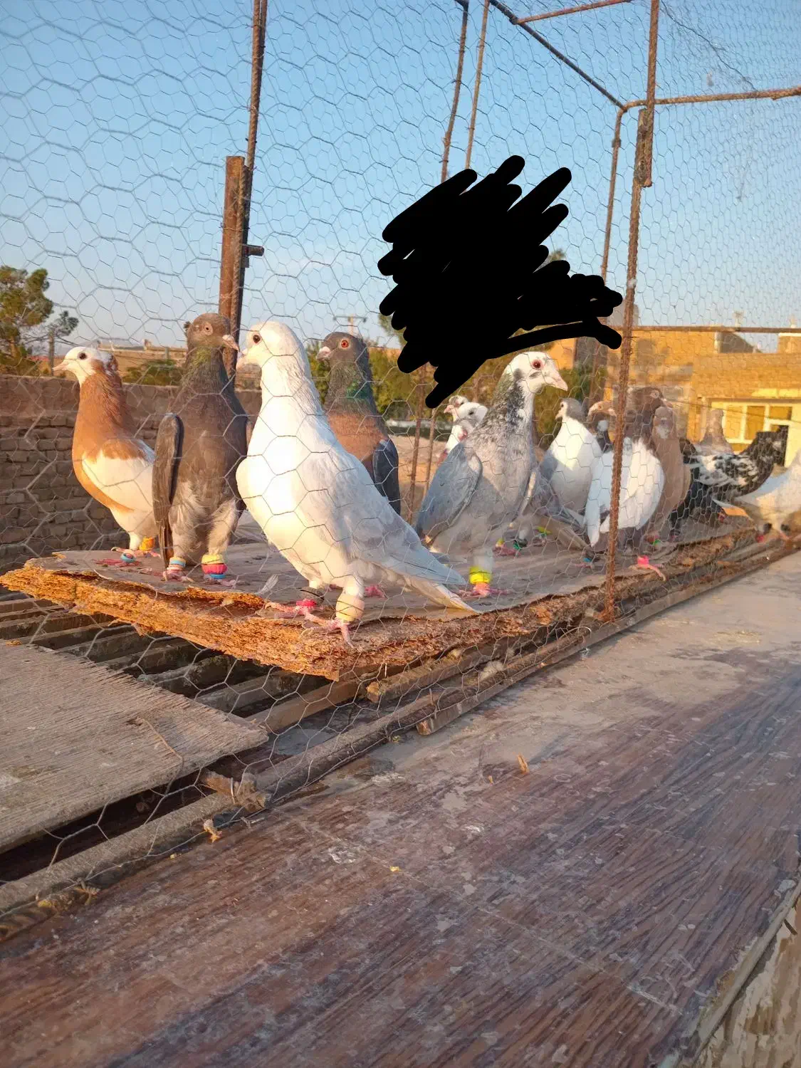 کفتررنگه|پرنده|باشتین, |دیوار