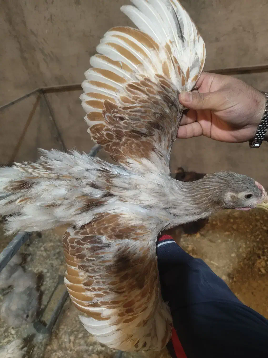 جوجه ، مرغ ، خروس ویاندوت|حیوانات مزرعه|اصفهان, نقش جهان|دیوار