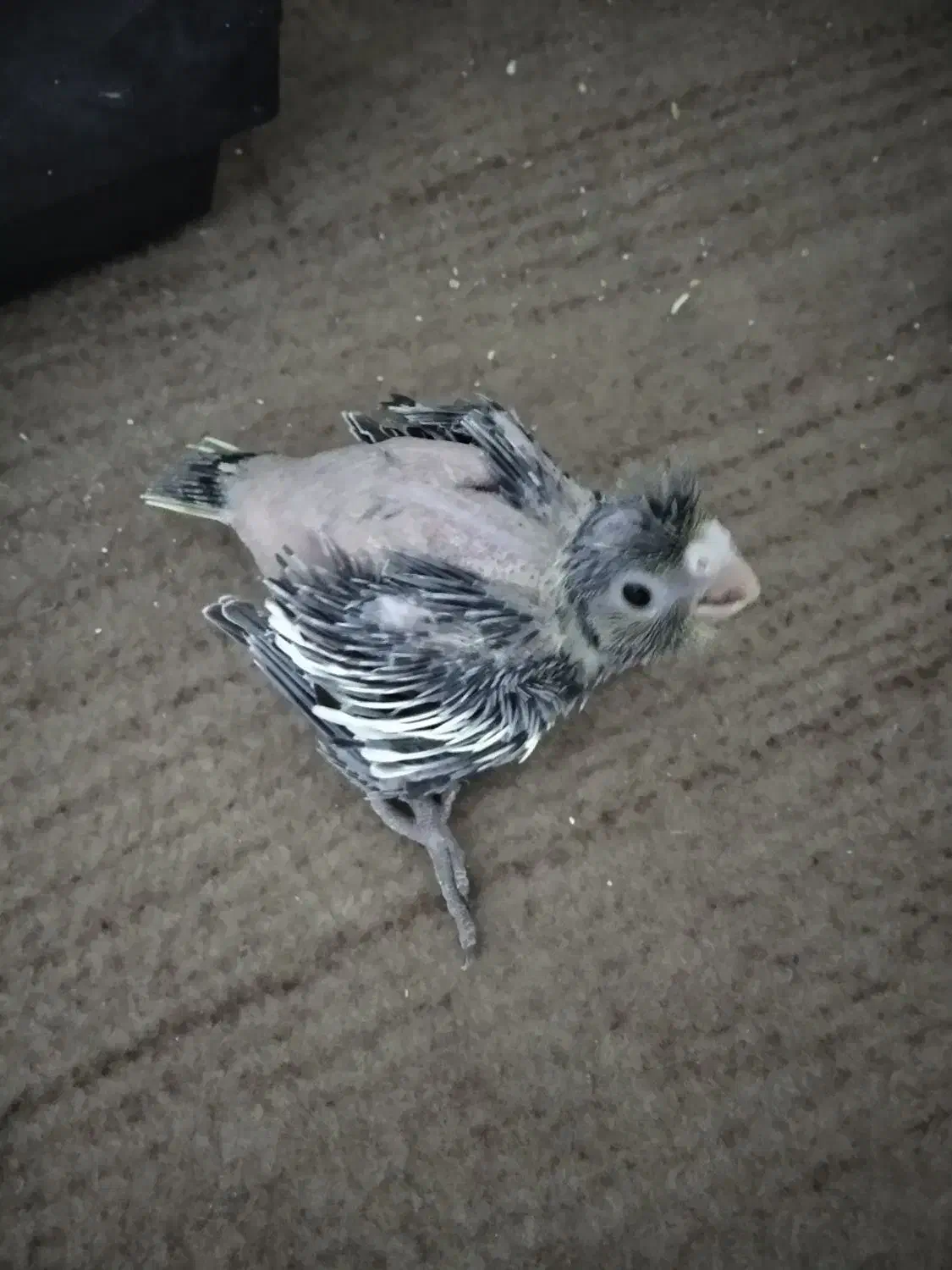 جوجه عروس|پرنده|نسیمشهر, |دیوار