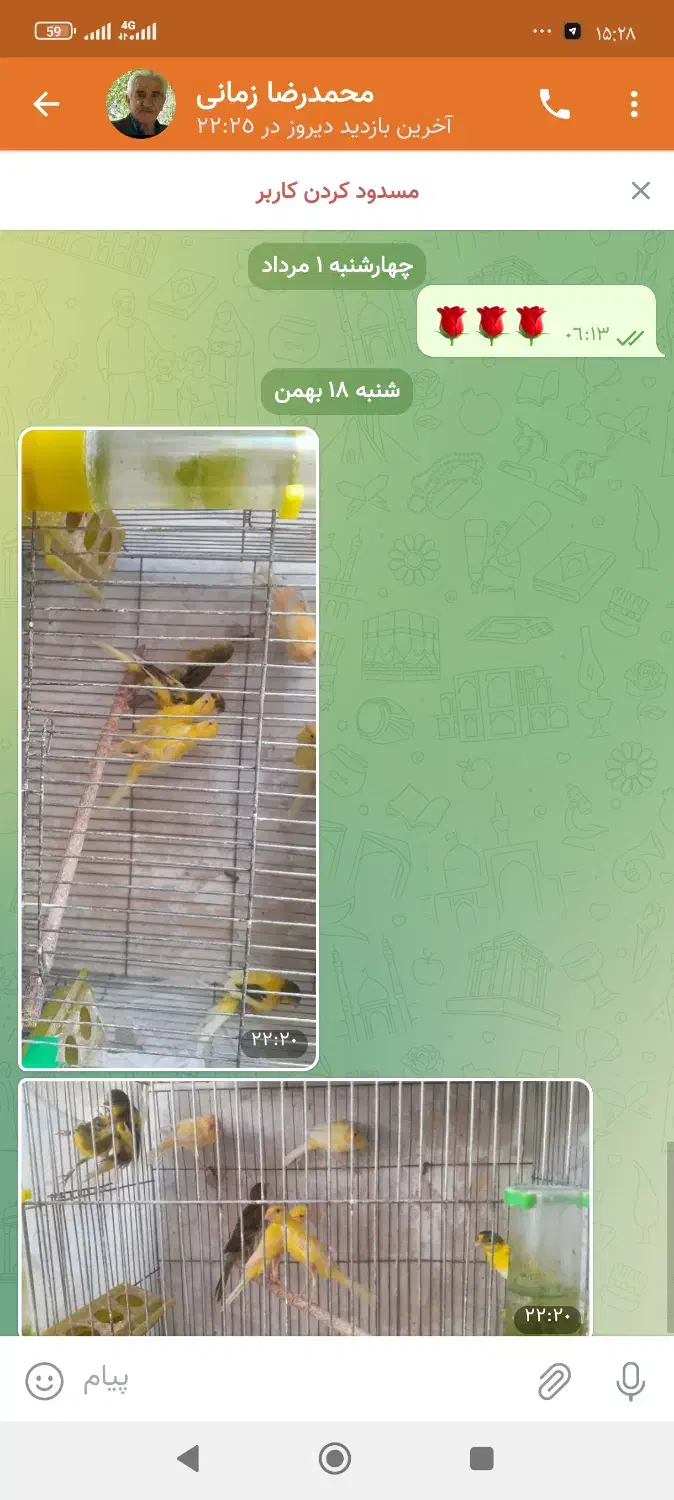 قناری  یسر ژیور|پرنده|خمینی‌شهر, |دیوار