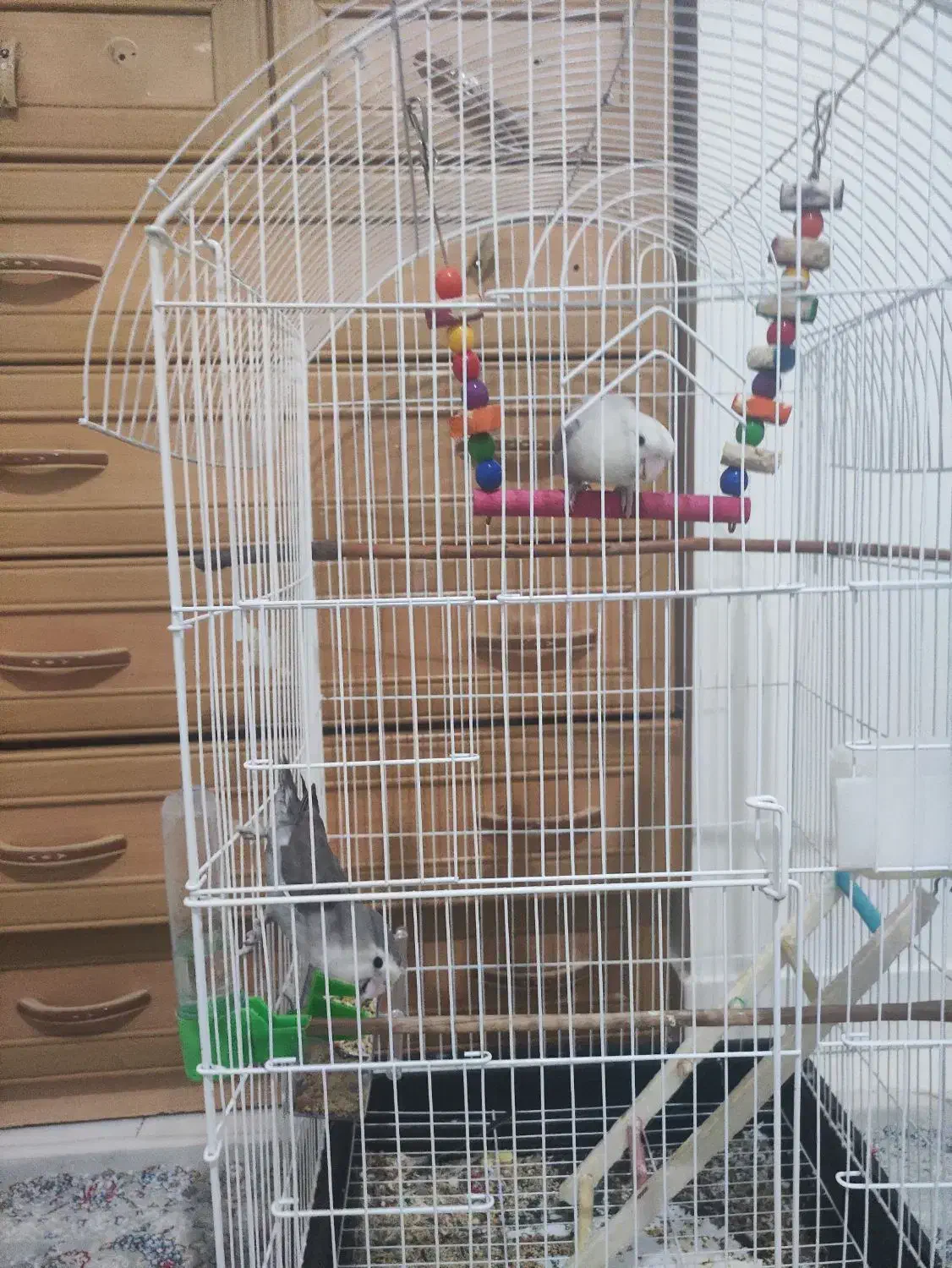 طوطی برزیلی|پرنده|نظرآباد, شهرک آزادگان|دیوار