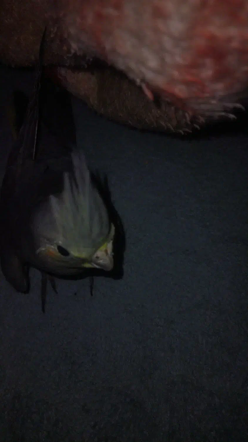 عروس هلندیم گمشده|پرنده|همدان, |دیوار