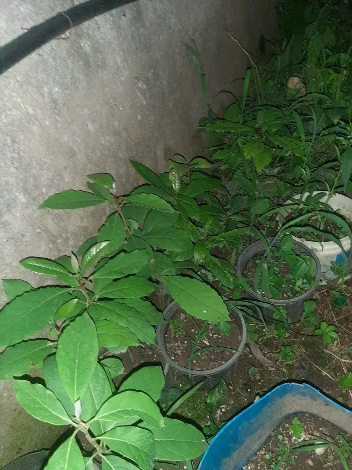 سیکاس.اواکادو.یوکا|گل و گیاه طبیعی|سلمان‌شهر, |دیوار