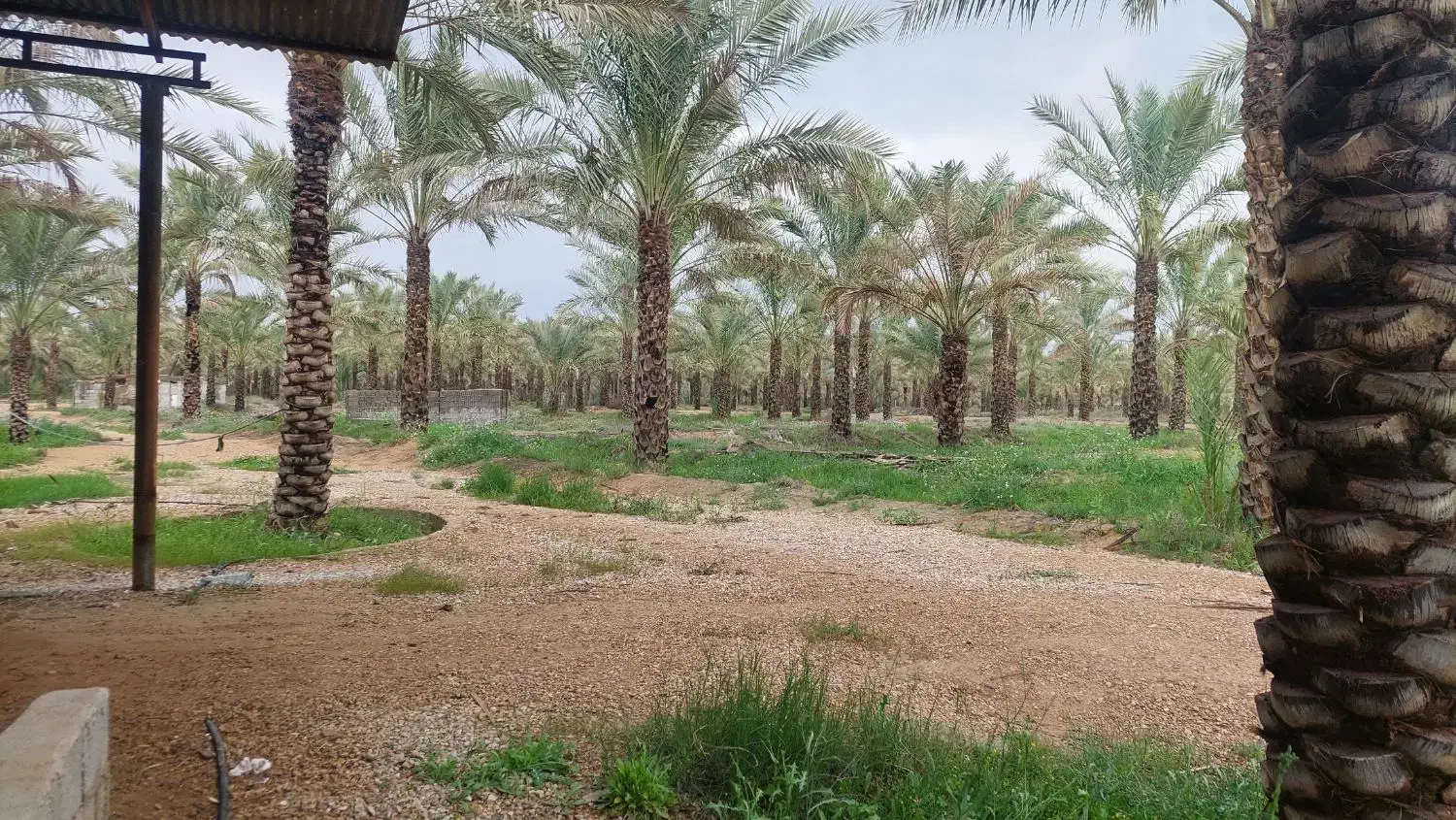 نخل باریشه|گل و گیاه طبیعی|سعدآباد, |دیوار