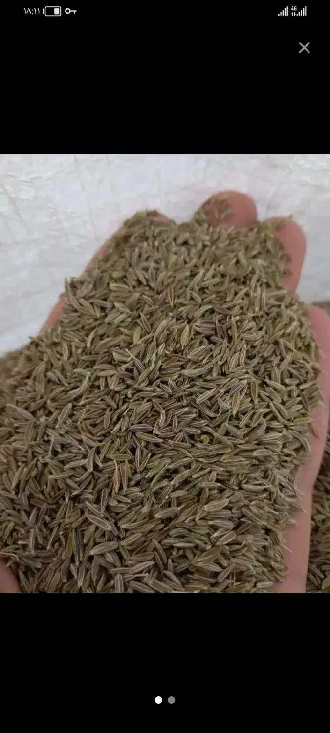 زیره سبز و مویز آفتابی سیاه|خوردنی و آشامیدنی|طاغنکوه, |دیوار