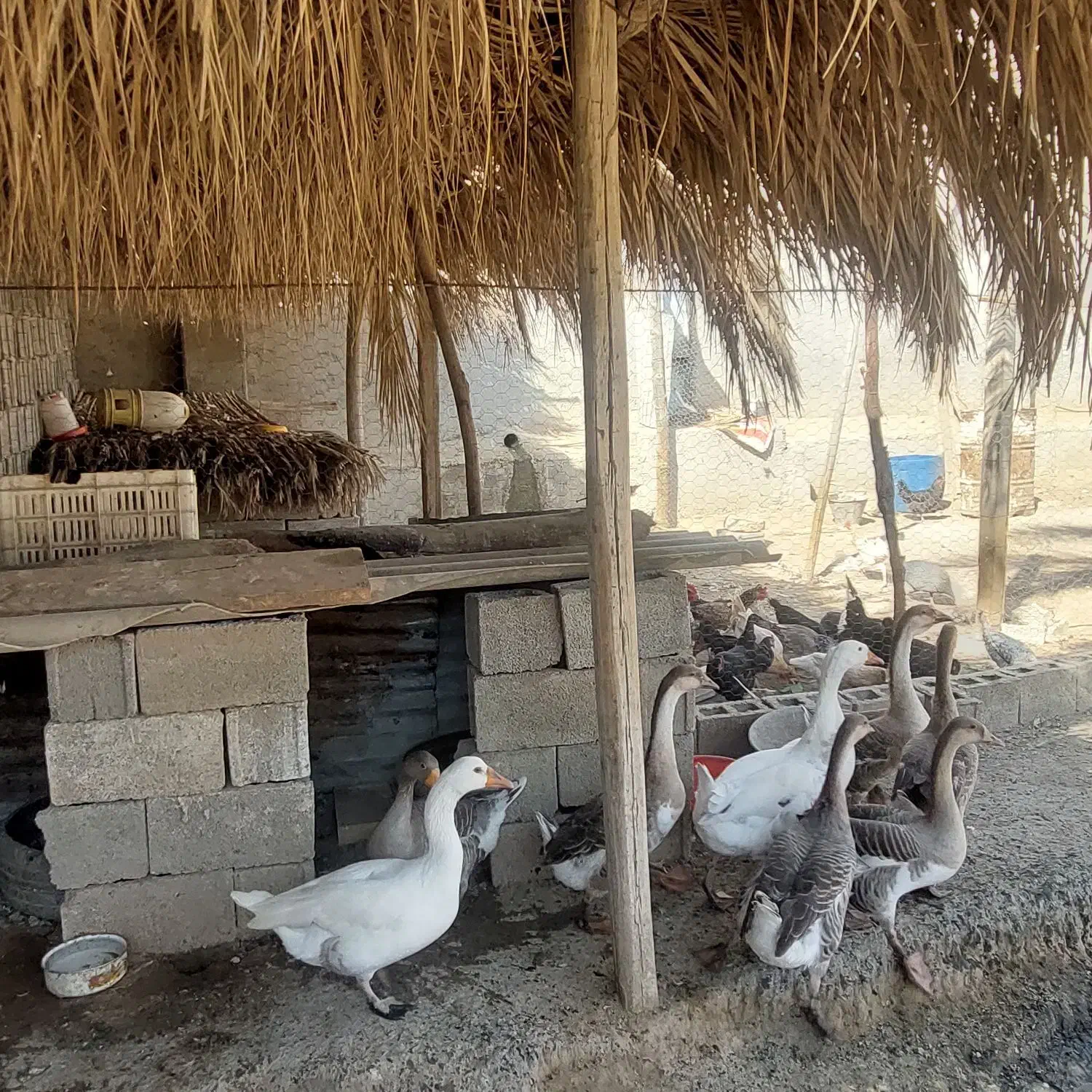 مرغ وخروس|حیوانات مزرعه|آبپخش, |دیوار