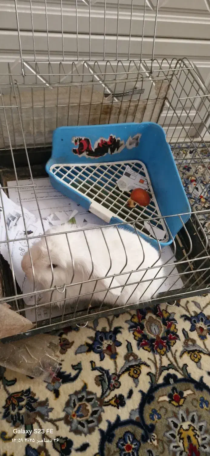 خرگوش|موش و خرگوش|تهران, سازمان آب|دیوار