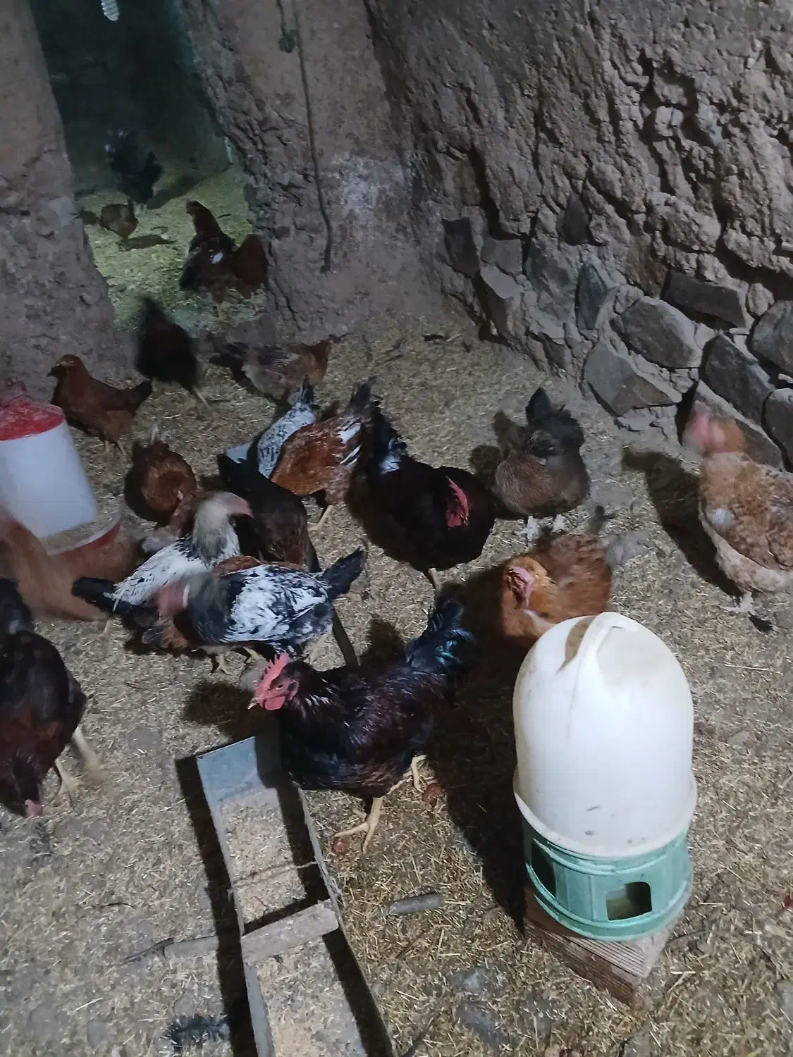 خروس|حیوانات مزرعه|ابهر, |دیوار