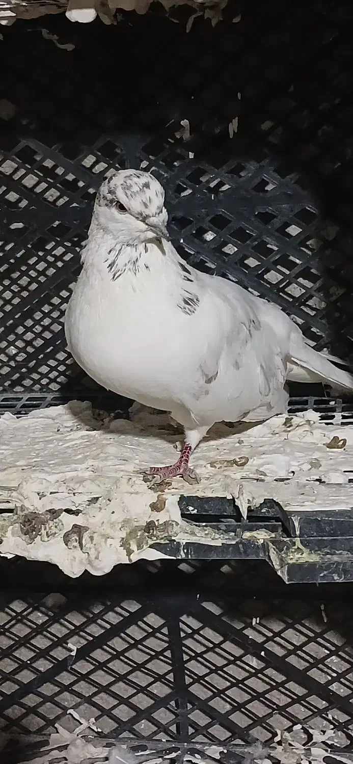 پرنده|پرنده|چوار, |دیوار