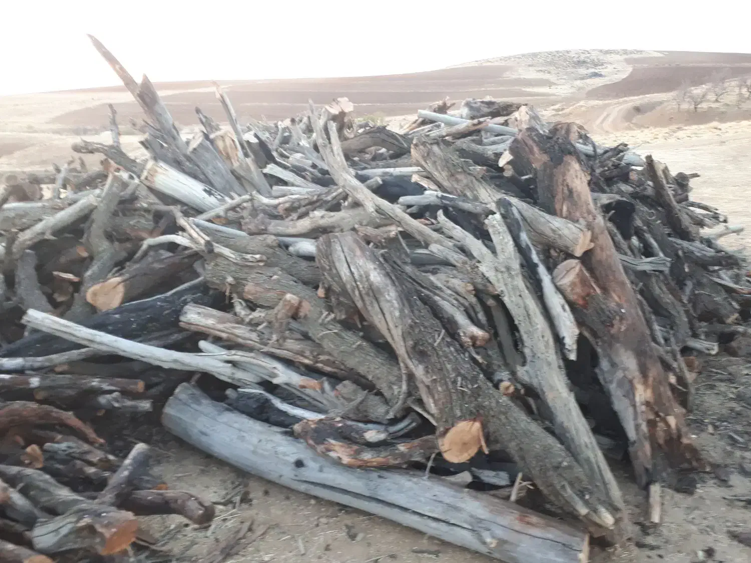 چوب بادام خشک|خدمات باغبانی و درختکاری|بروجرد, |دیوار