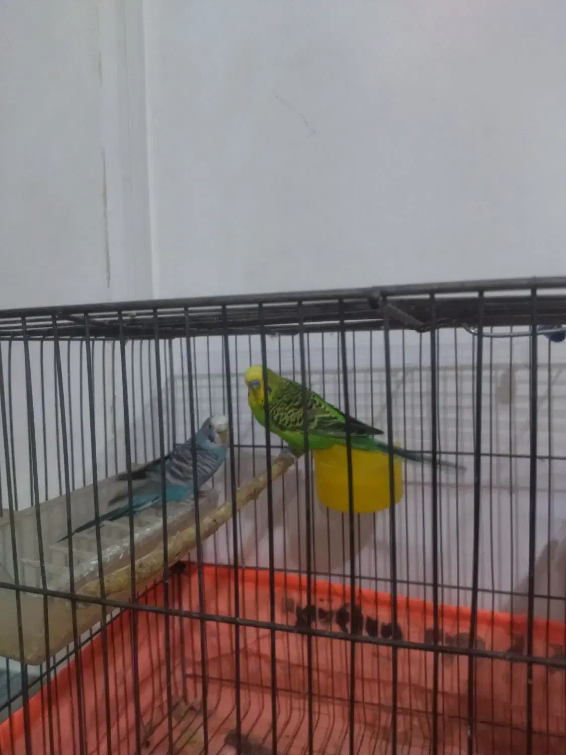 مرغ عشق|پرنده|شیراز, گلدشت معالیآباد|دیوار