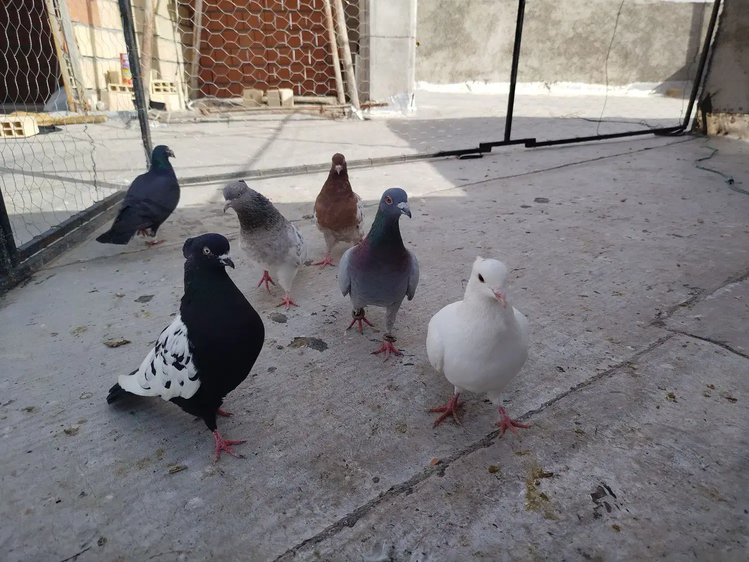 کفتر|پرنده|شیروان (خراسان), |دیوار