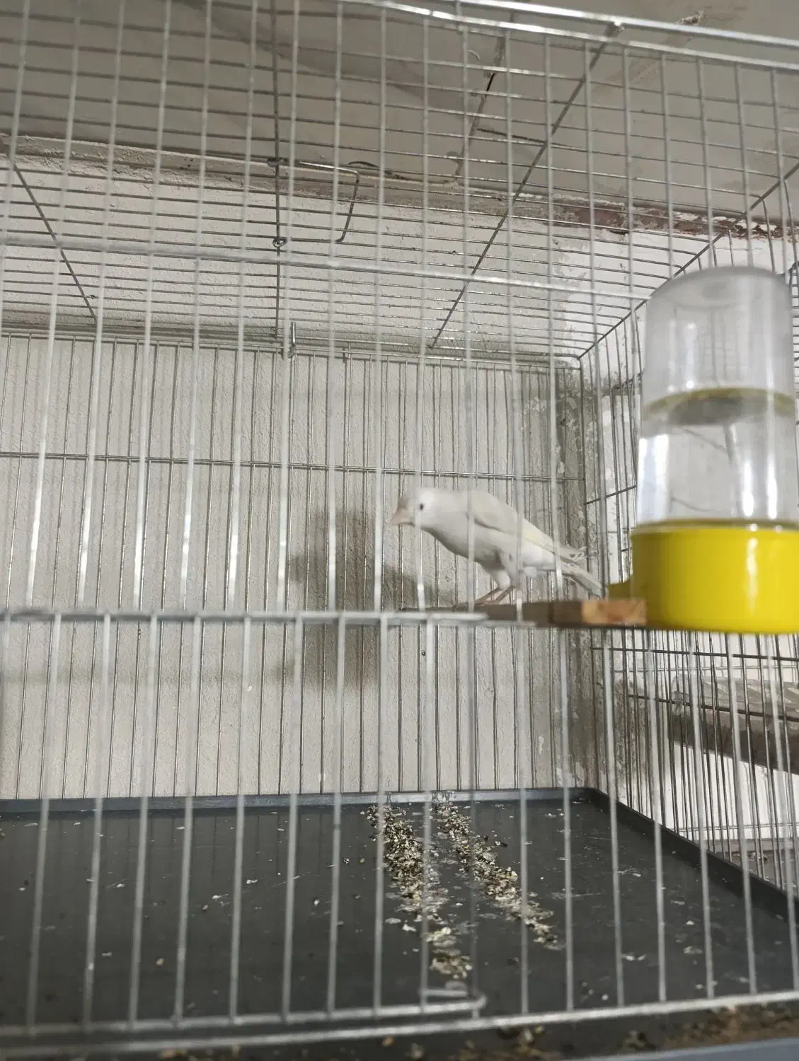 قناری نروماده جفت و تعداد تک|پرنده|اسلام‌شهر, شهرک مهدیه|دیوار