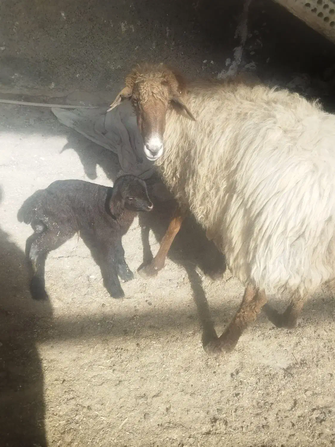 میش زاییده|حیوانات مزرعه|فریمان, |دیوار