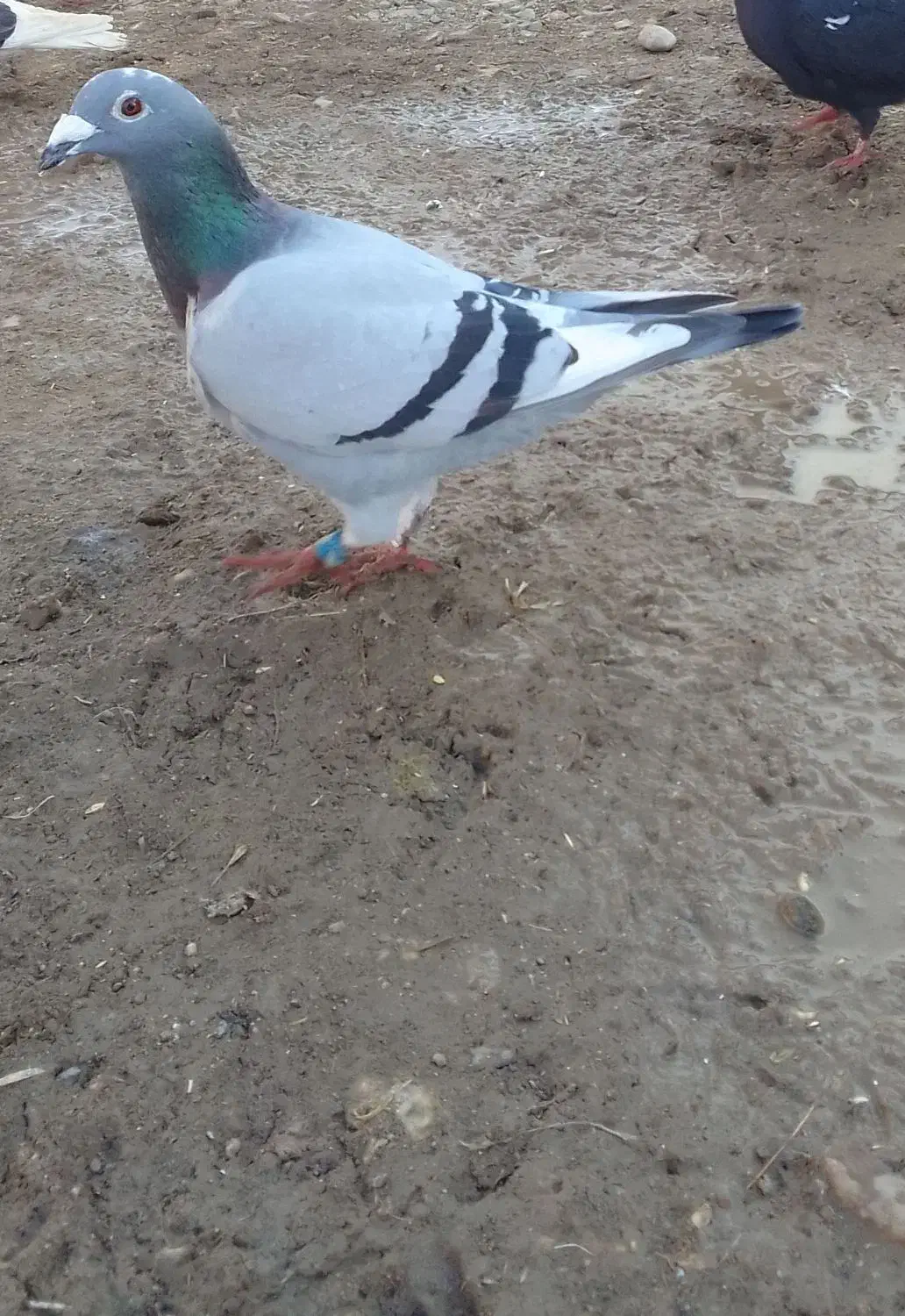 کبوتر پلاکی|حیوانات|میاندوآب, |دیوار