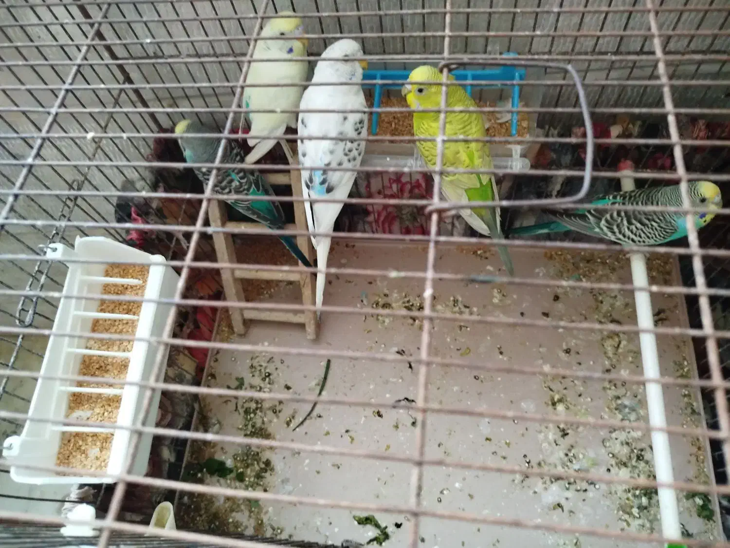 پنج عدد مرغ عشق جوان ومولد با قفس جهت فروش|پرنده|کرج, عظیمیه|دیوار