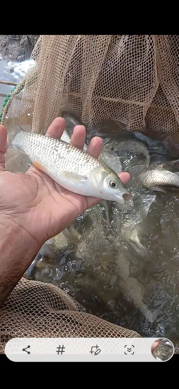 بچه ماهی|ماهی|شوشتر, |دیوار