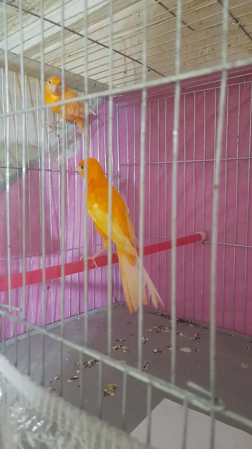 قناری های مست بخوان|پرنده|رشت, خواهر امام|دیوار