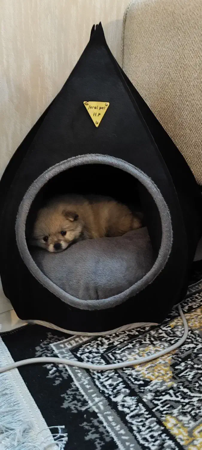 فروش پامرین خرسی|سگ|مشهد, یاس|دیوار