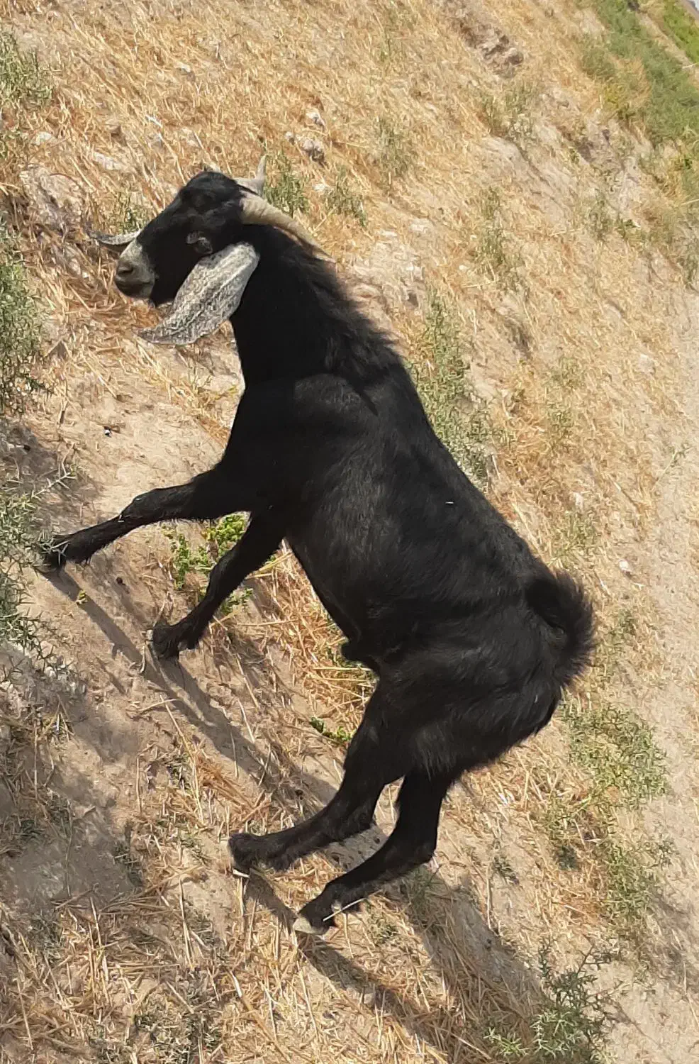 دو بز نر|حیوانات مزرعه|بندر ماهشهر, |دیوار