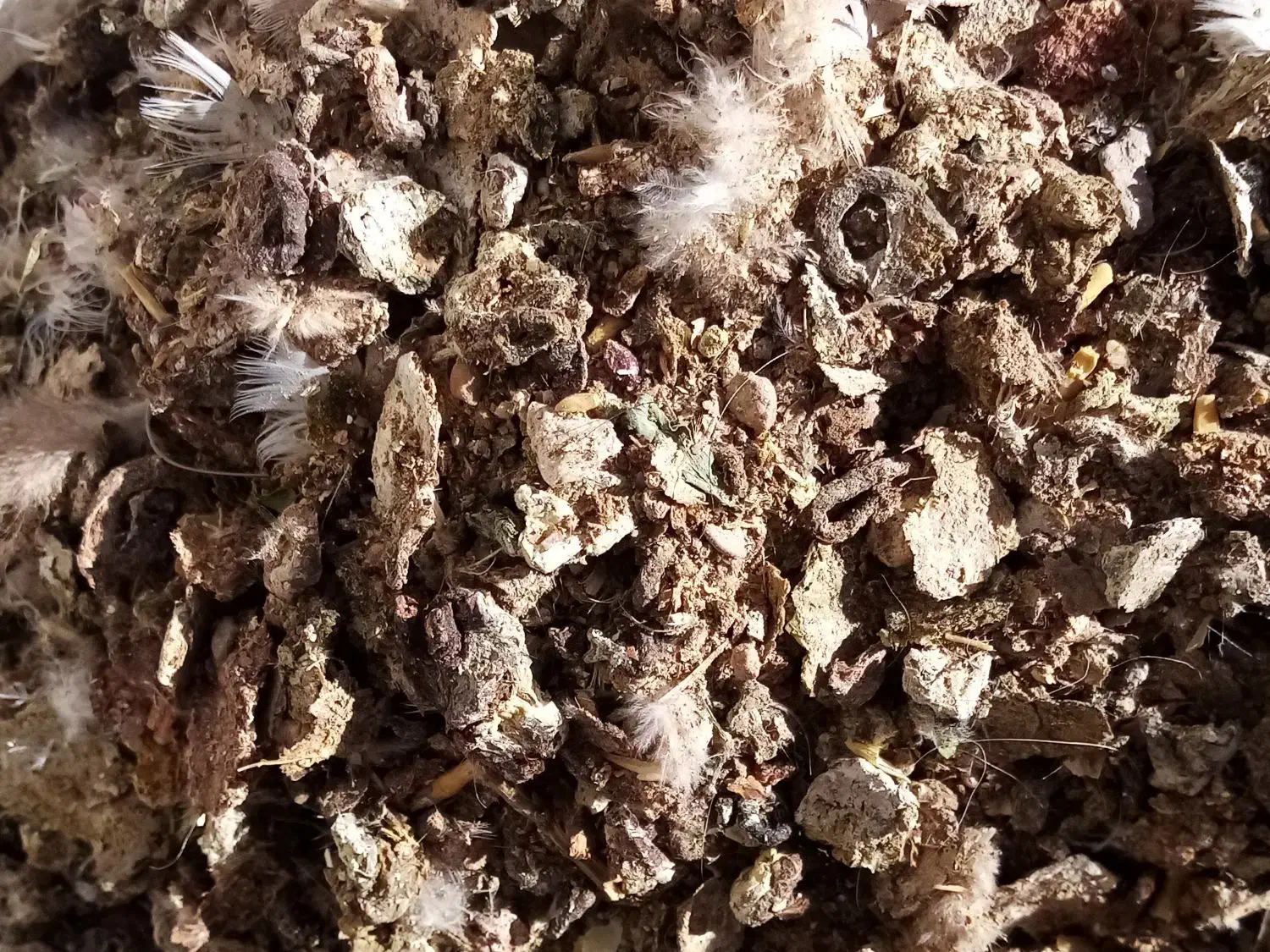 کود کفتری|خدمات باغبانی و درختکاری|زرند, |دیوار