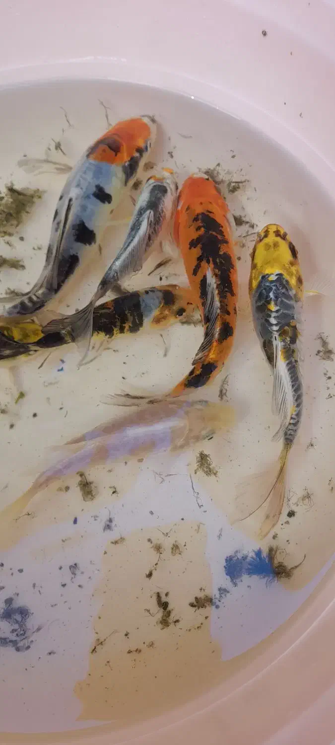 ماهی کوی ولجنخوار|ماهی|شیراز, گود عربان|دیوار